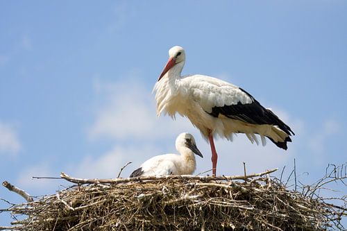 Ooievaar met jong op nest