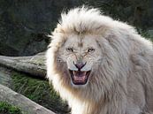Ein aggressiv aussehende weiße Löwe von Edwin Butter Miniaturansicht