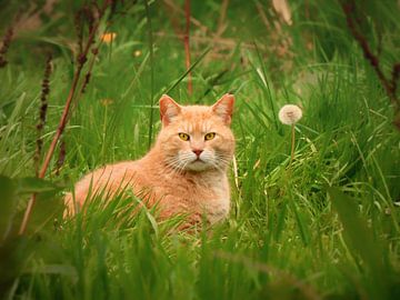 Ginger van Maickel Dedeken