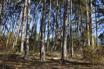 Forest with light and shade in summer