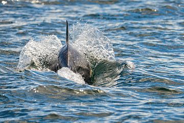 Dolphin by Kees Ham