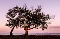 Mangrove Tree van Stephan Smit thumbnail