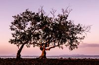 Mangrove Tree