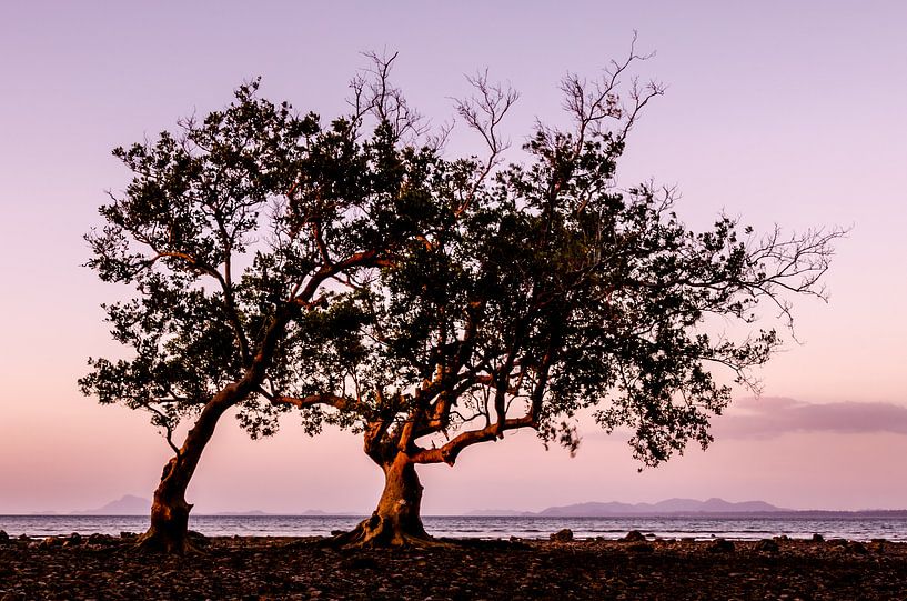 Mangrove Tree van Stephan Smit