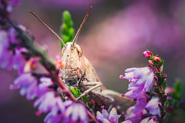 Heidehüpfer von Pure Moments Photographie