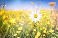 Lovely summer by Rene van Heerdt thumbnail