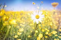 Lovely summer