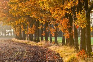 Allée d'automne sur Joep de Groot