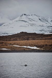 Bezoek van een zeehondje van Elisa in Iceland