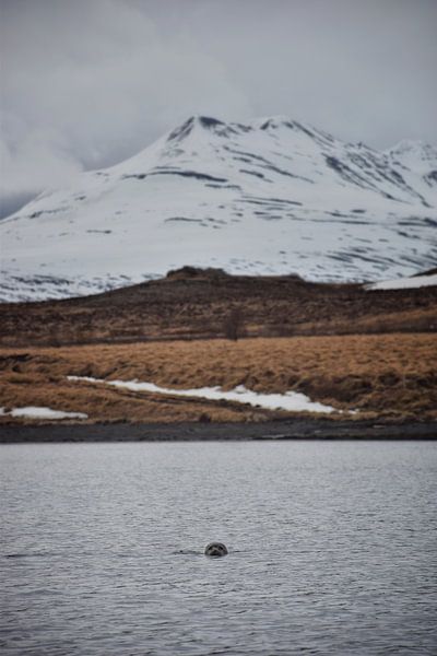 Besuch eines Siegels von Elisa in Iceland