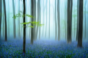 la forêt bleue.... sur Piet Haaksma