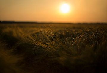 Getreidefeld bei Sonnenuntergang (Groningen - Niederlande) von Marcel Kerdijk