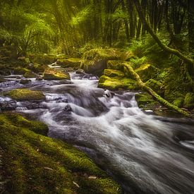 Golitha Falls sur Sander Poppe