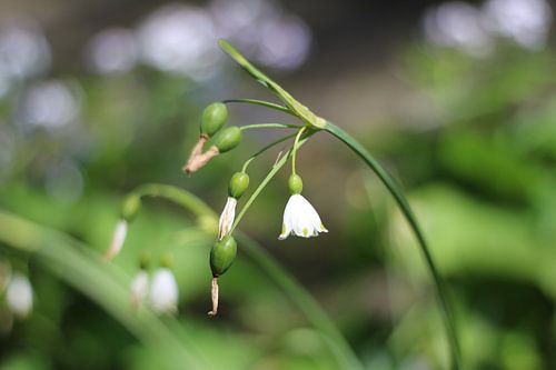 Die Pixel-Ecke - Schneeglöckchen