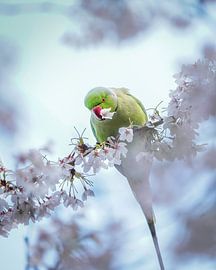 Kirschblüten mit einem Halsbandpapagei von Tom Zwerver