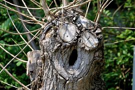 Gesicht an einem Baum von Heiko Kueverling