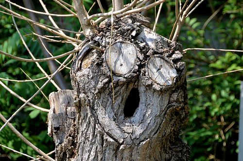 Gezicht op een boom