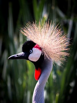 Kraan vogel van Helga fotosvanhelga