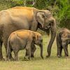 Mère éléphant avec ses petits Sri Lanka sur Lex van Doorn