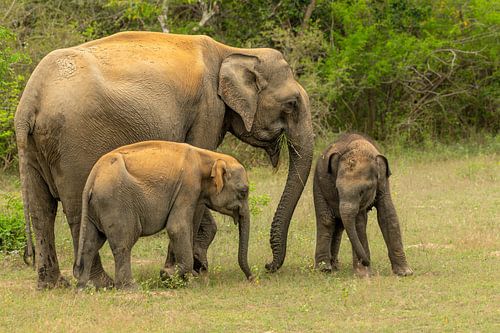 Elefantenmutter mit Jungtieren Sri Lanka
