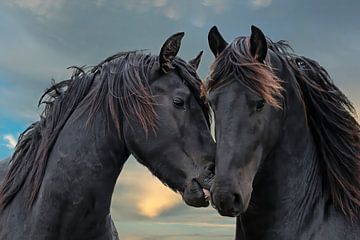 Friese Paarden, Frisian Horses van Gert Hilbink