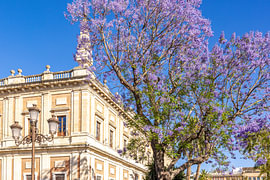 Bloeiende jacaranda bij het Archivo de Indias in Sevilla van Easycopters