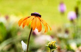 Leuchtendes Mädchenauge – Sommerblüte mit Wildstaudencharme von Fototante