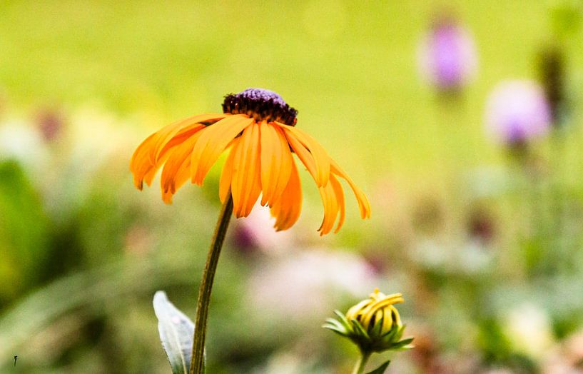 Leuchtendes Mädchenauge – Sommerblüte mit Wildstaudencharme von Fototante