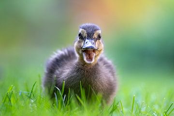 Portrait d'un jeune canard. sur Luuk Belgers