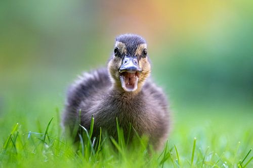 Portret van een jonge eend.