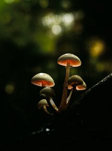 Glowing Mushroom van Thomas Kuipers