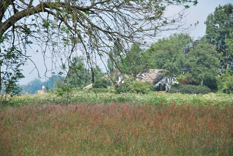 doorkijkje de wieden by Marten Wieringa