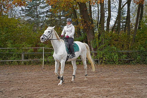 Training met het witte paard op een rijbak in de herfst