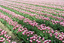 blühende Tulpen im Frühjahr von Heiko Kueverling