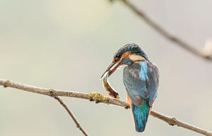 Ijsvogel sur Rando Kromkamp