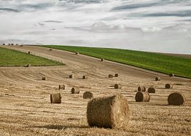 Harvesting in Picardy by Ellen Driesse