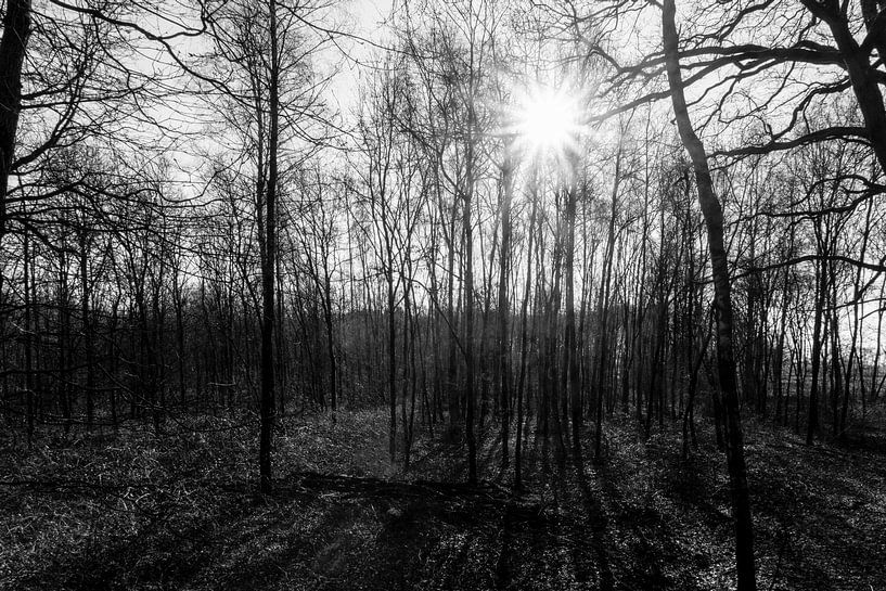 Stattliche Bäume mit der Sonne als Gegenlicht von Lieke van Grinsven van Aarle