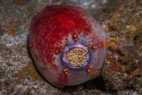 Sea apple @ Komodo, Indonesia
