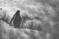 Ezelspinguïn in de zandduinen van de Faklland Eilanden