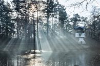 Morning dew and sunshine Driebergen Zeist! by Peter Haastrecht, van thumbnail