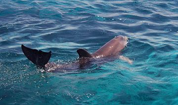 Zwemmende dolfijn van Melissa vd Bosch