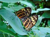 Tropische vlinder Tropical Butterfly (Collectie 2018) von Jan van Bruggen Miniaturansicht