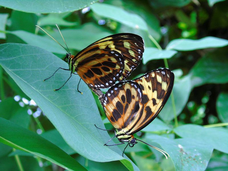 Tropische vlinder Tropical Butterfly (Collectie 2018) von Jan van Bruggen