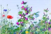 Wilde Zomer Bloemen in een veld bij Gewande 11