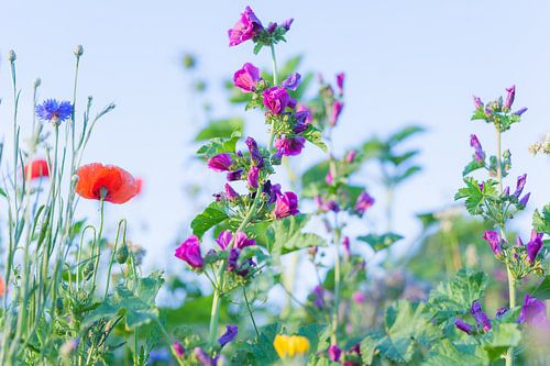 Wild Flowers Photo Canvas – Poppy Summer Flowers Wall Decoration 11