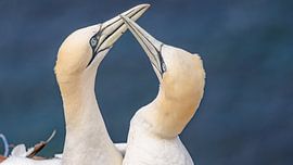 A pair of gannets. by Jaap van den Berg