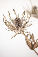 Gedroogde distel
