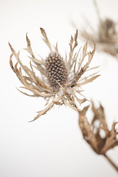 Gedroogde distel van Sandra Hogenes