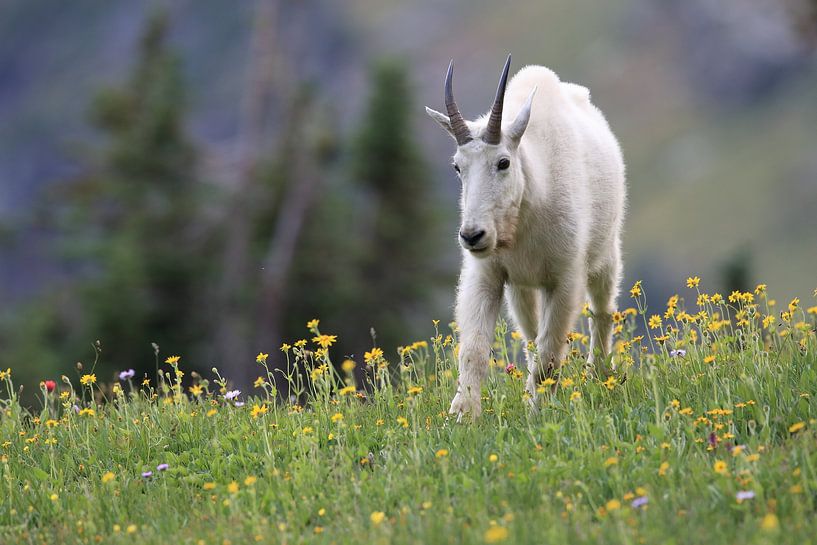 Snow goat (Oreamnos americanus), Glacier National Park, Montana, Rocky Mountains,USA by Frank Fichtmüller