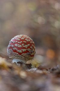 Agaric moucheté avec un beau bokeh d'automne